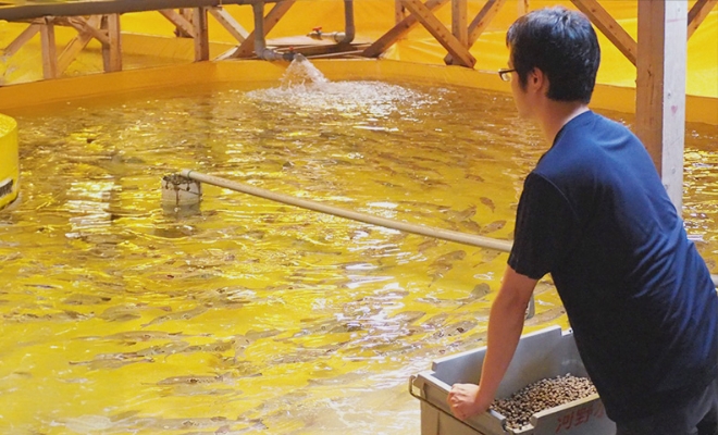 屋内の生け簀で給餌をするA.N.さん。週に１回トラフグの体重を計測し、無駄な餌を与えないことで環境負担にも配慮しています