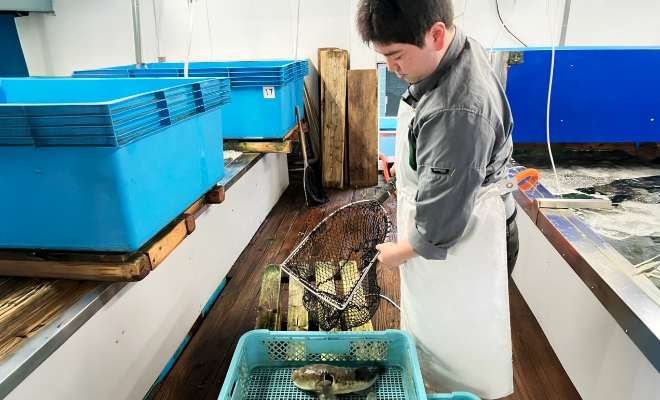 とらふぐを網ですくい、生け簀からコンテナに移しているO.K.さん