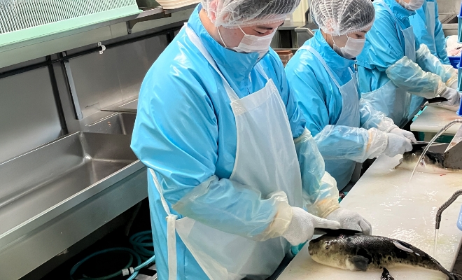 加工場で衛生作業着を身に付け、他の作業者と一緒にとらふぐをさばいているO.K.さん