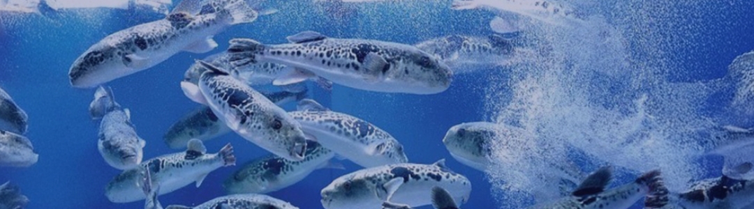 水槽の中で10数匹のとらふぐが泳ぎ、真ん中右付近で空気の泡が立ち上がる