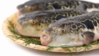 ３匹のとらふぐが、竹ざるの上に乗っている